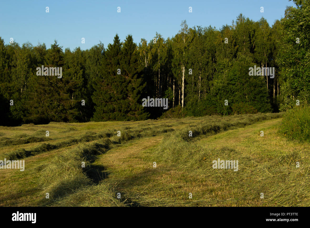 Rangées de foin dans un champ, de sapins et un ciel bleu en arrière-plan. Banque D'Images