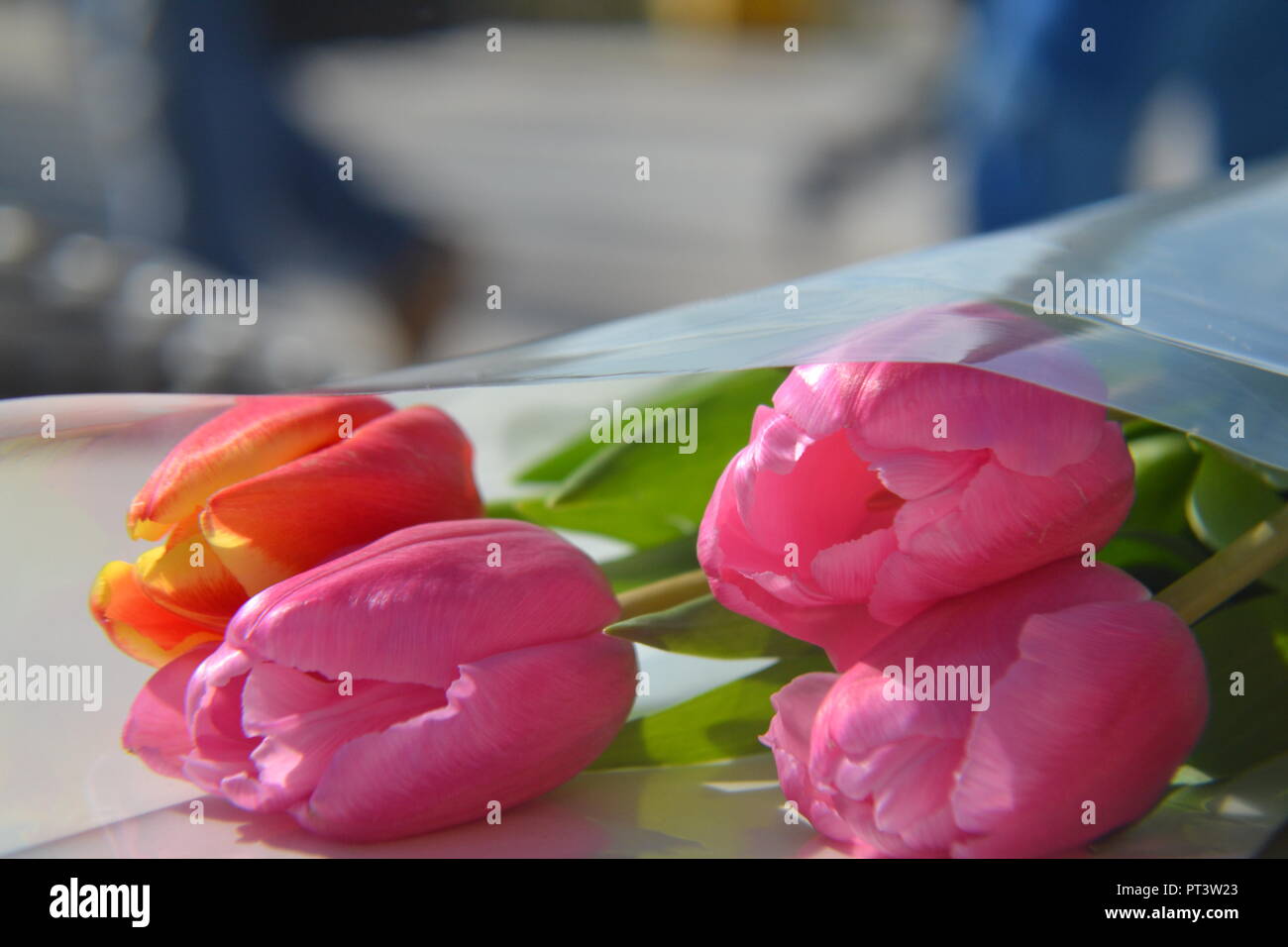 Libre de belles fleurs de tulipes colorées/ bouquet de tulipes isolé sur un tableau blanc Banque D'Images