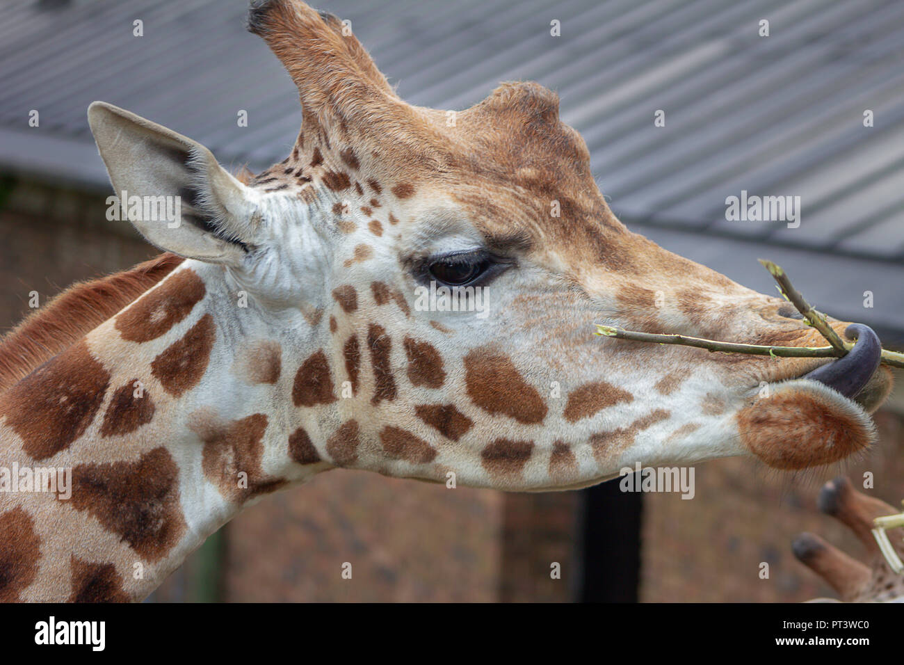 Portrait d'une girafe dans un zoo d'alimentation Banque D'Images