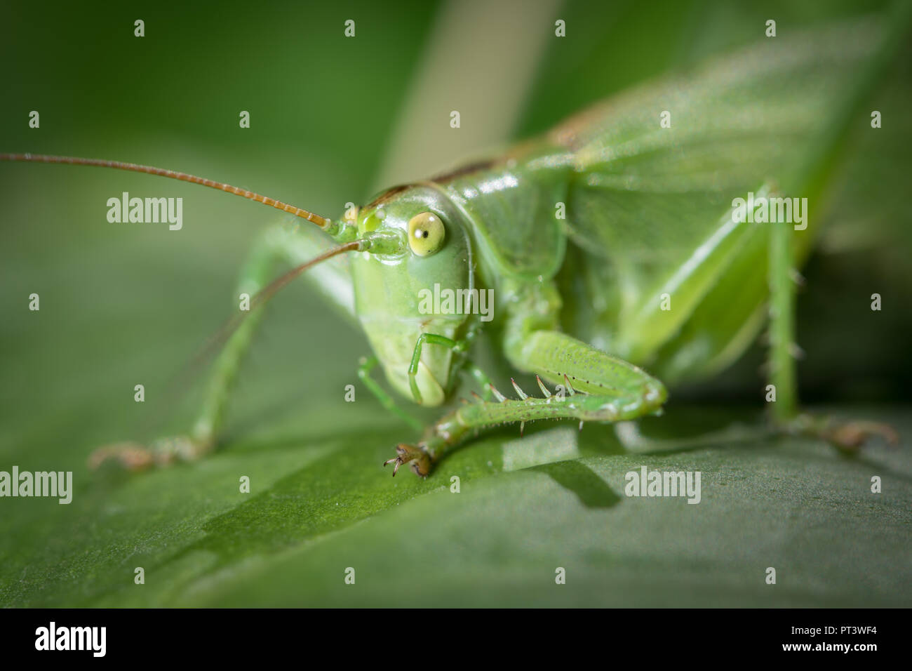 Portrait d'un grand green bush-cricket Tettigonia viridissima) assis sur une feuille Banque D'Images