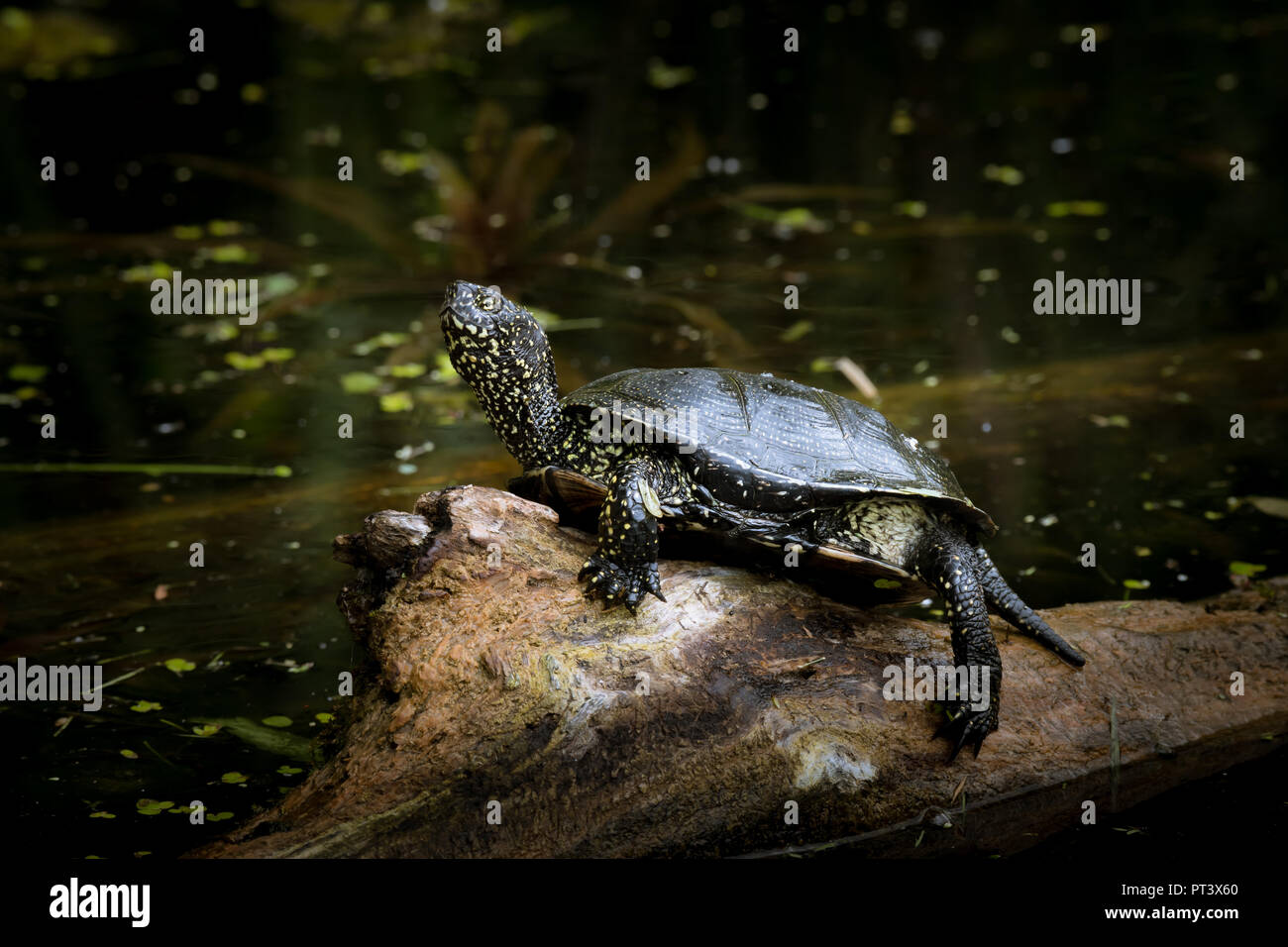 La tortue cistude (Emys orbicularis) assis sur un tronc au soleil dans un étang (Vienne, Autriche) Banque D'Images