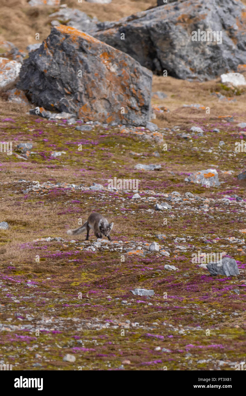 Le renard arctique (Vulpes lagopus) en pelage d'été à Svalbard, Norvège. Banque D'Images