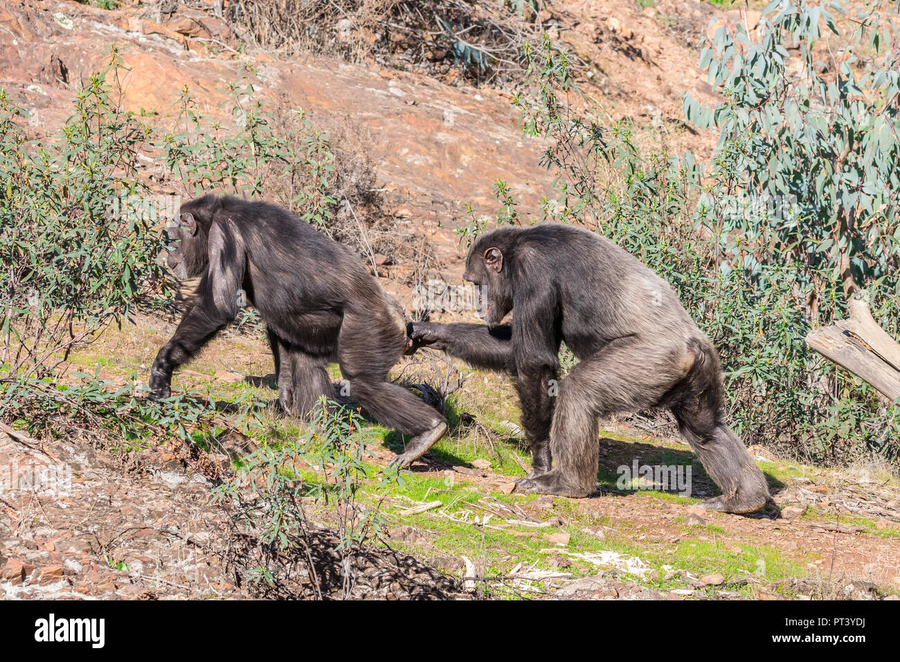 Mâle et femelle chimpanzé en période de reproduction dans l'habitat naturel Banque D'Images