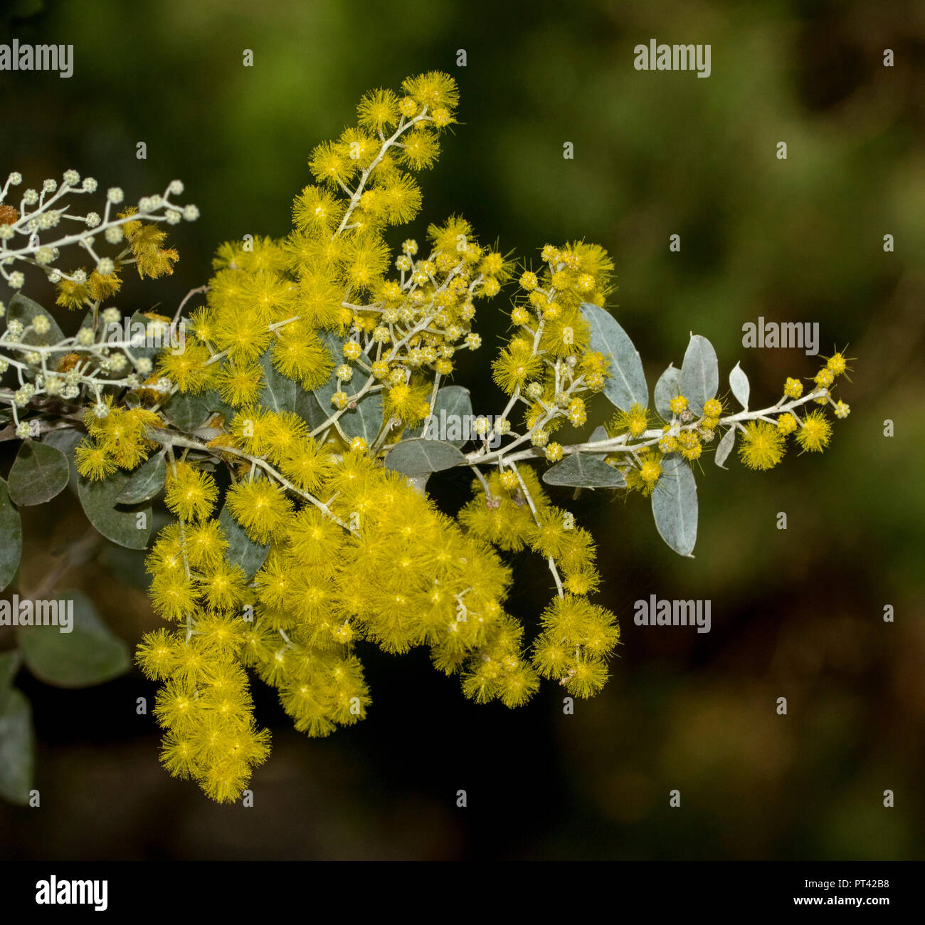 Fleurs sauvages de l'Australie, fleurs jaune vif et bleu gris feuilles d'Acacia, podalyrifolia Mount Morgan / Queensland Silver Wattle, dk fond vert Banque D'Images