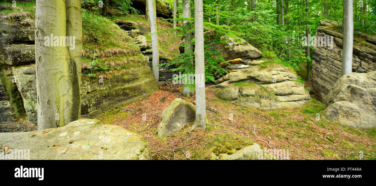 Allemagne, Saxe, des montagnes de grès de l'Elbe, la Suisse Saxonne Parc National Naturel, forêt de hêtres avec de grandes falaises de grès Banque D'Images