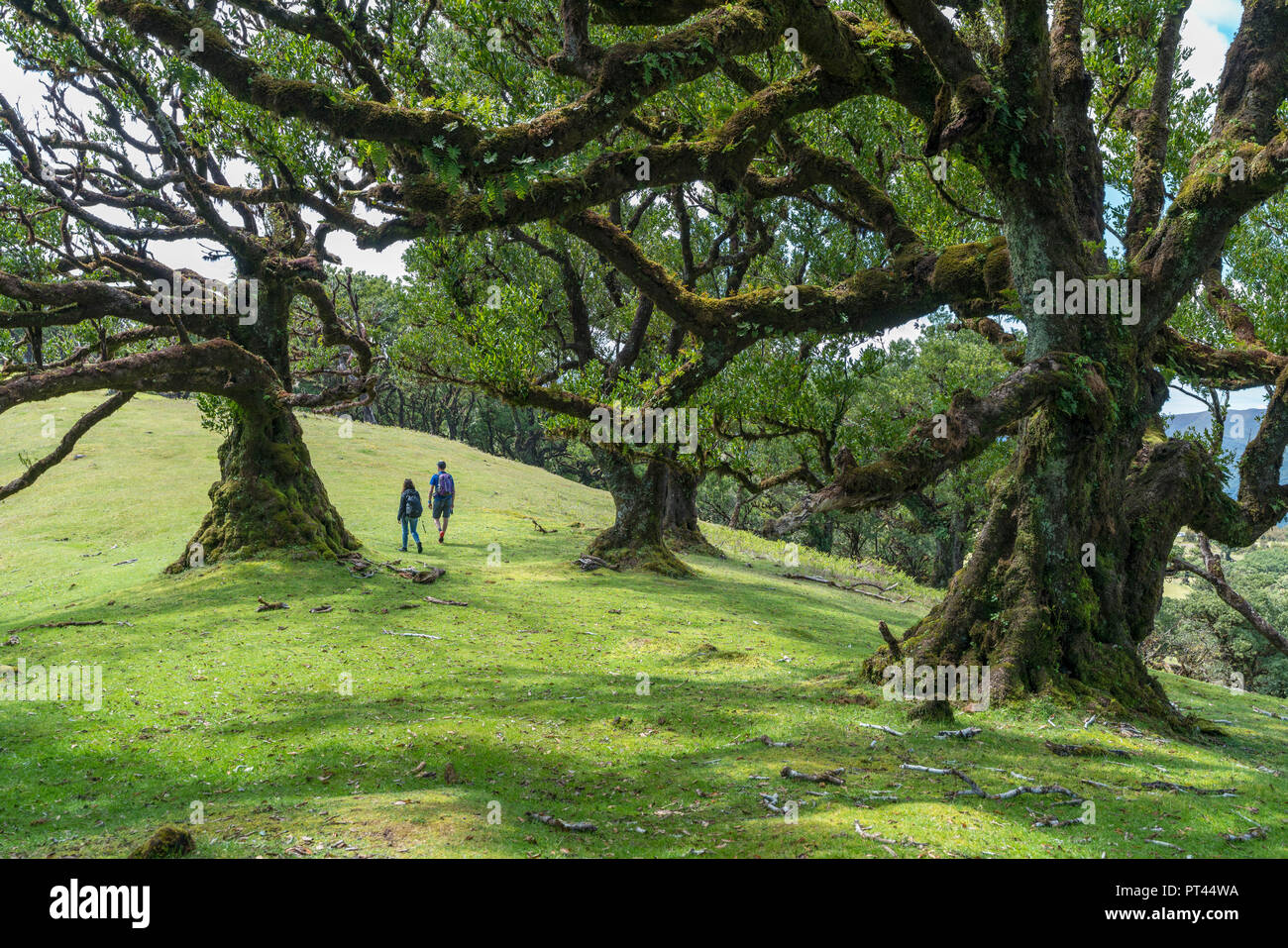 Couple en train de marcher sous les arbres Laurel dans la forêt Laurisilva, UNESCO World Heritage Site, fanal, Porto Moniz, municipalité de la région de Madère, Portugal, Banque D'Images
