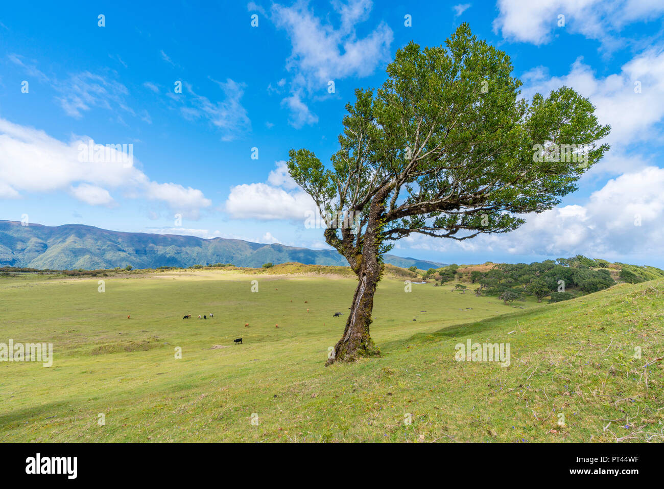 Laurier et les vaches qui paissent dans l'arrière-plan, la forêt Laurisilva, fanal, Porto Moniz, municipalité de la région de Madère, Portugal, Banque D'Images