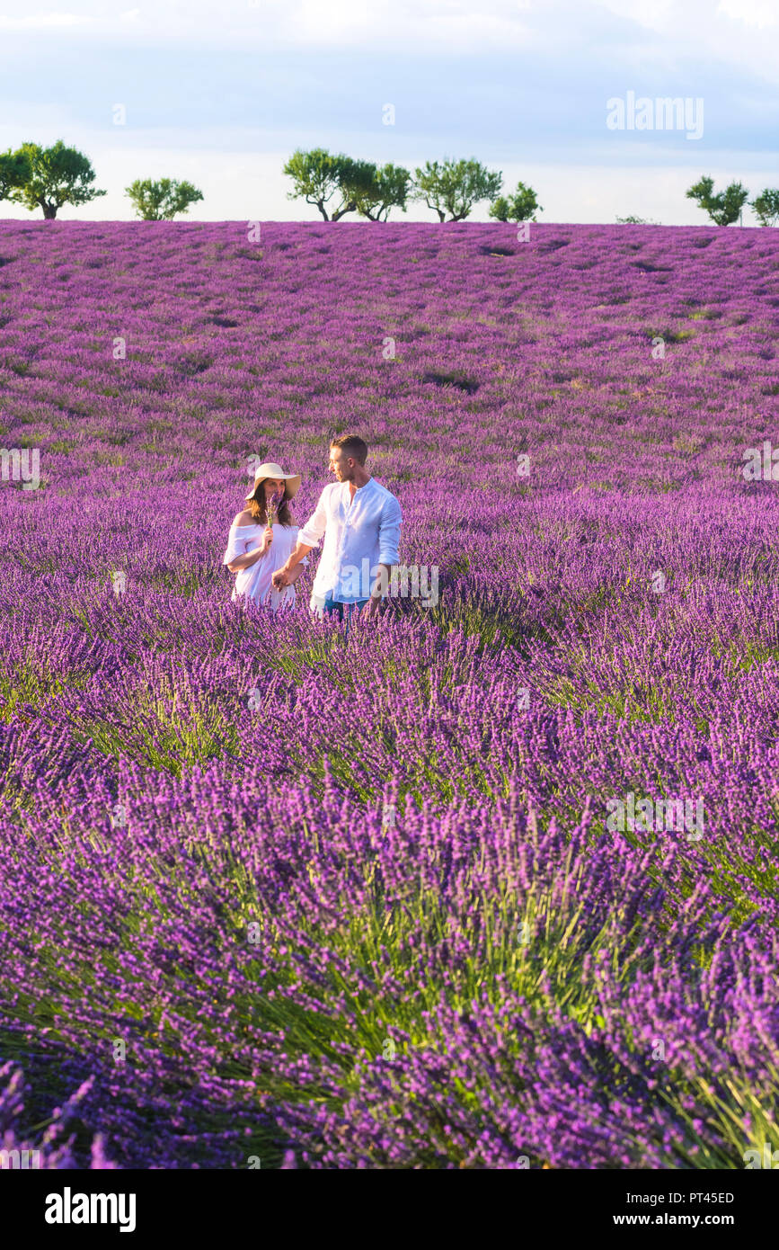 Valensole, Provence, France, couple de fiancés à pied à travers les champs de lavande, Banque D'Images