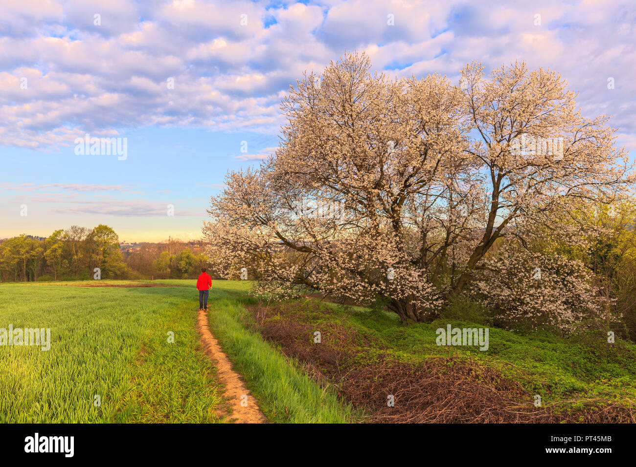 Le soleil illumine le monumental cerisier en fleurs, Vergo Zoccorino Brianza Besana,, Province de Monza Brianza, Lombardie, Italie, Europe, Banque D'Images