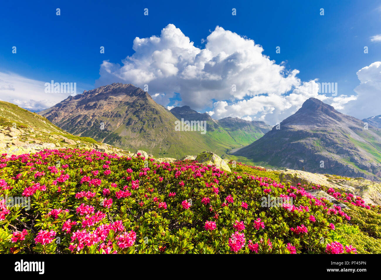 La floraison des rhododendrons avec Val dal Fain en arrière-plan, col de la Bernina, Engadine, Grisons, Suisse, Europe, Banque D'Images