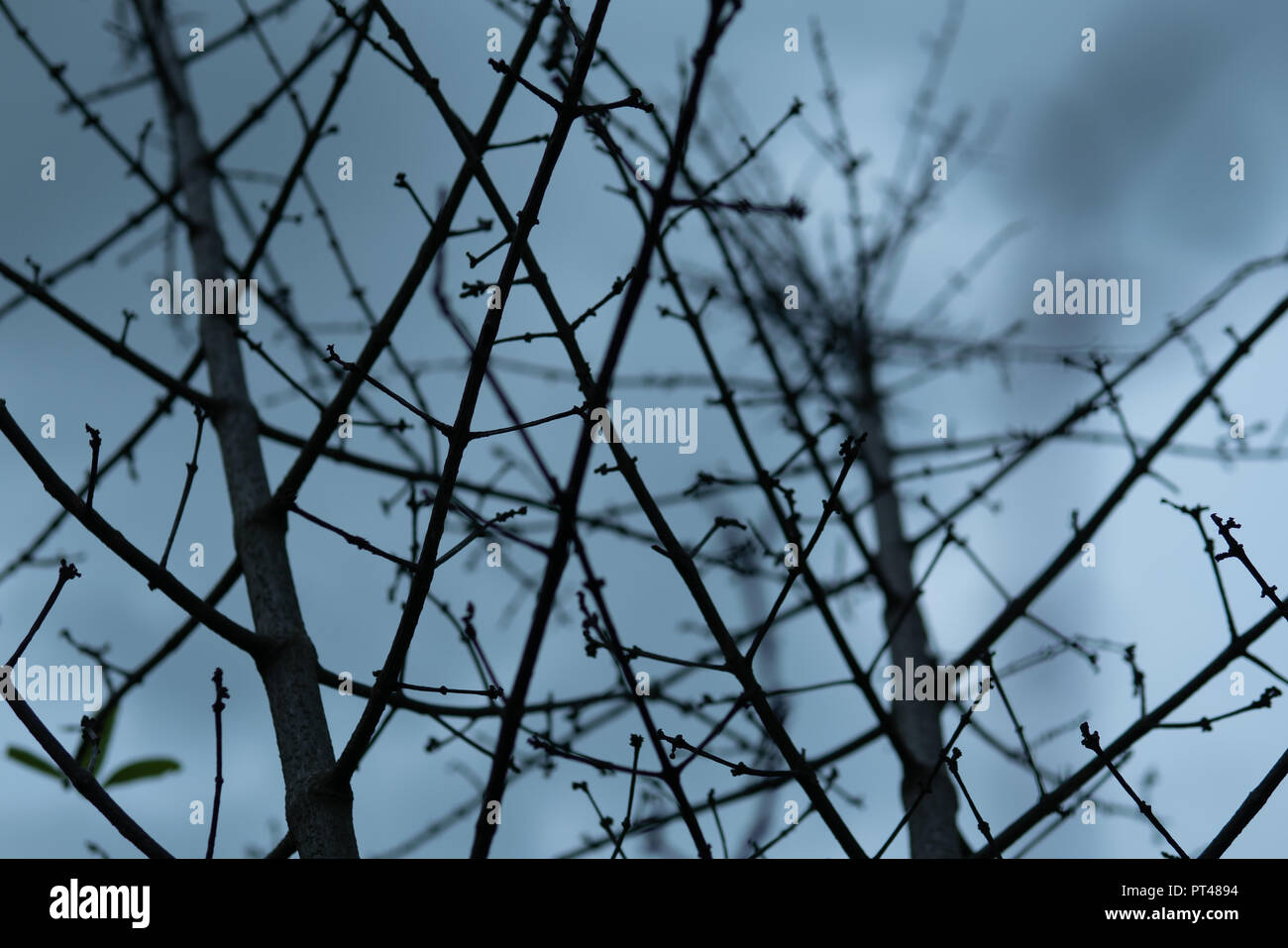 Silhouette d'arbre branches séchées Banque D'Images