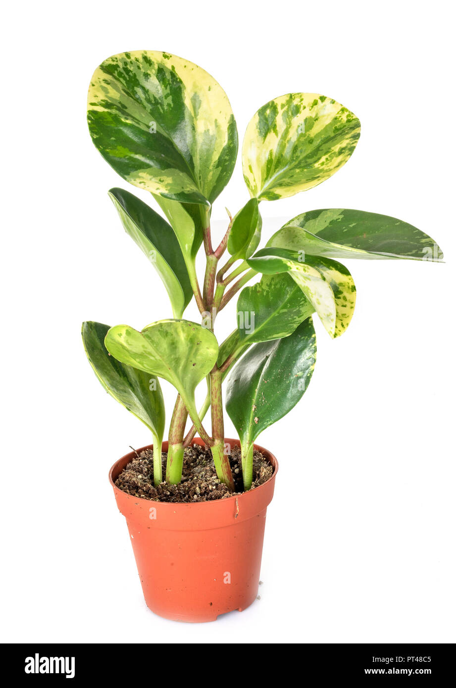 Peperomia obtusifolia plant in front of white background Banque D'Images