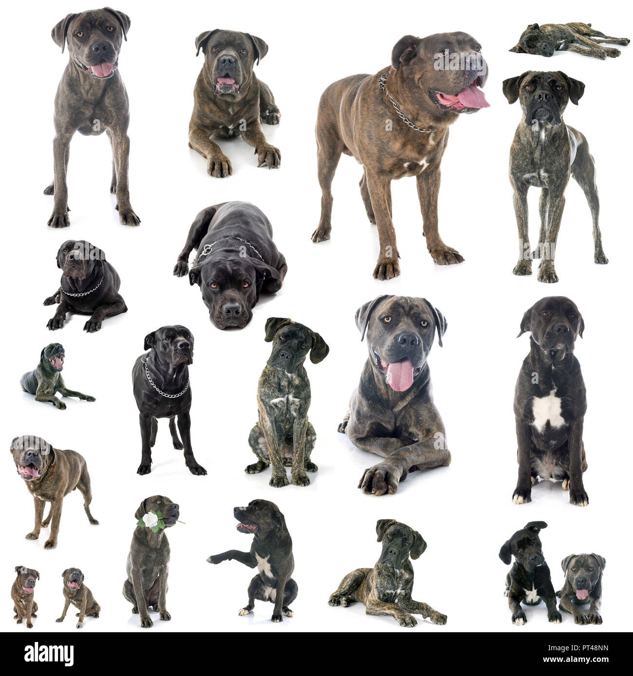 Groupe de cane corso in front of white background Banque D'Images