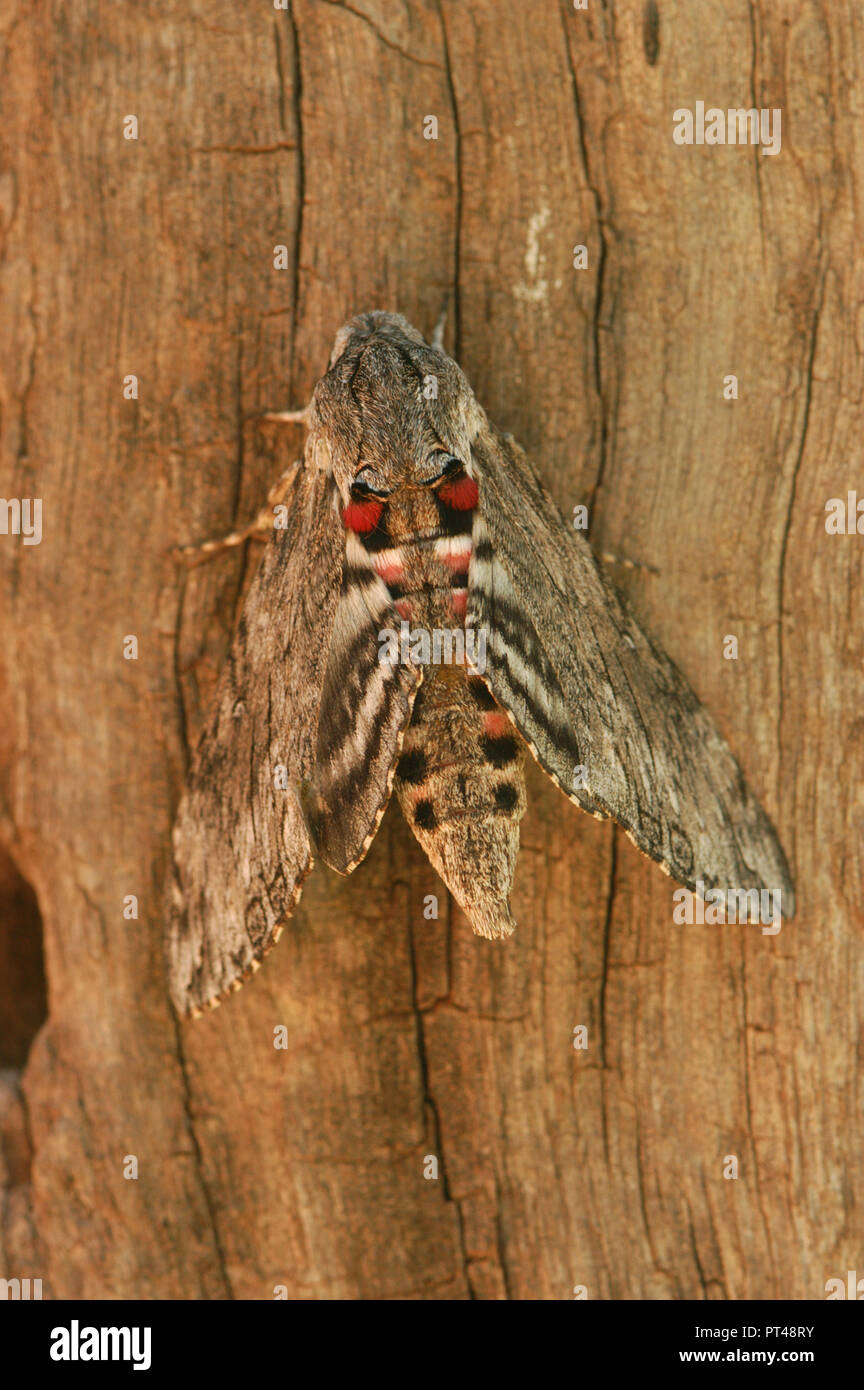 Les Sphingidae sont une famille de Papillons (Lepidoptera), communément connu sous le nom de sphinx, sphinx, et hornworms Banque D'Images