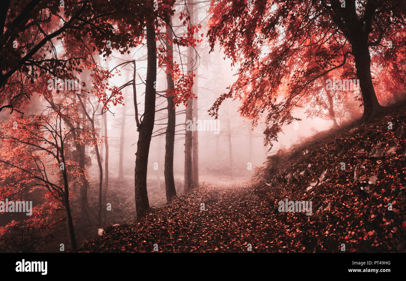 L'atmosphère sombre et brumeux dans les bois avec des arbres et des couleurs d'automne Banque D'Images