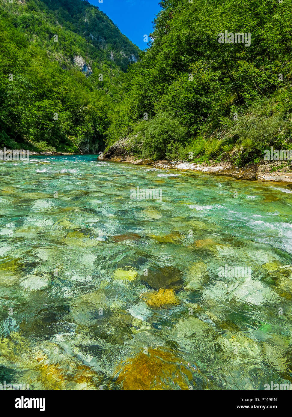 La rivière Tara, Monténégro Banque D'Images