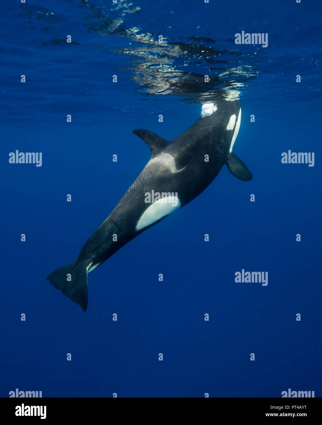 L'orque, l'océan Pacifique, la Nouvelle-Zélande. Banque D'Images