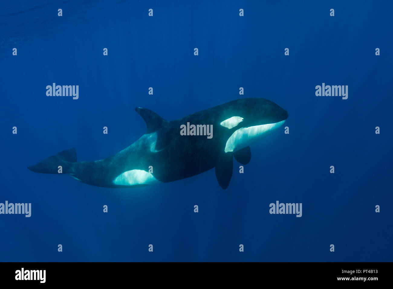 L'orque, l'océan Pacifique, la Nouvelle-Zélande. Banque D'Images