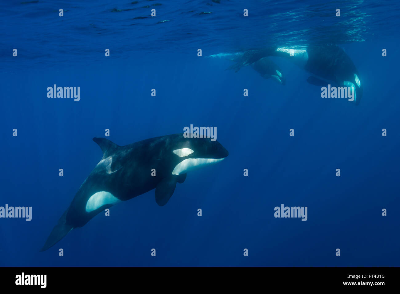 Les orques, l'océan Pacifique, la Nouvelle-Zélande. Banque D'Images
