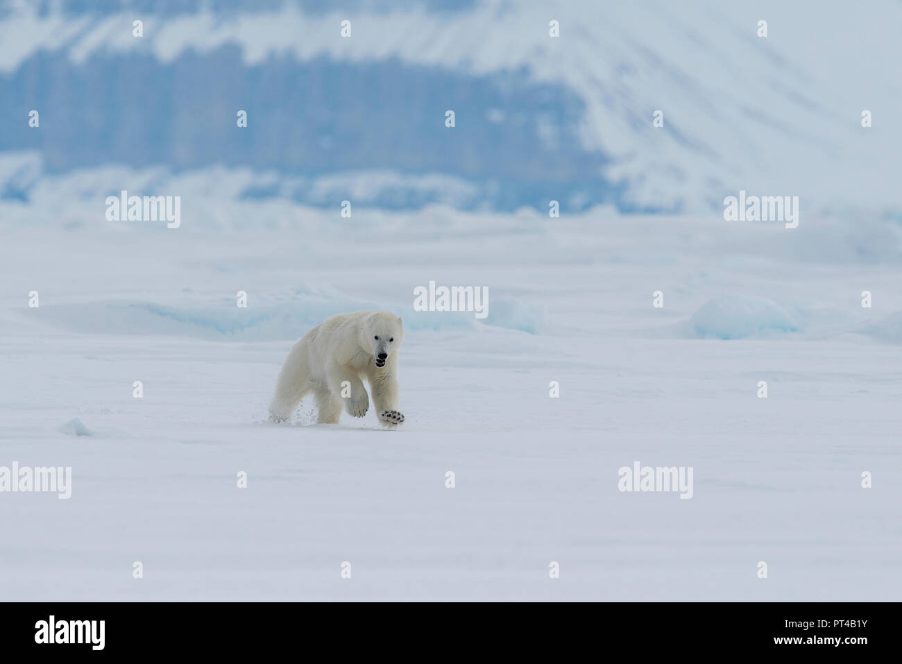 La patrouille de l'ours polaire de glace à l'extrémité nord de l'île de Baffin. Banque D'Images