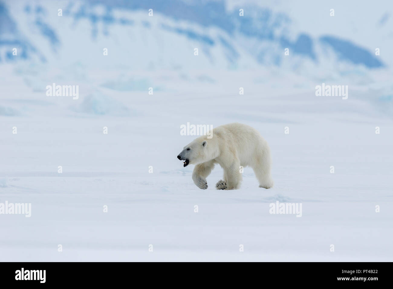 La patrouille de l'ours polaire de glace à l'extrémité nord de l'île de Baffin. Banque D'Images