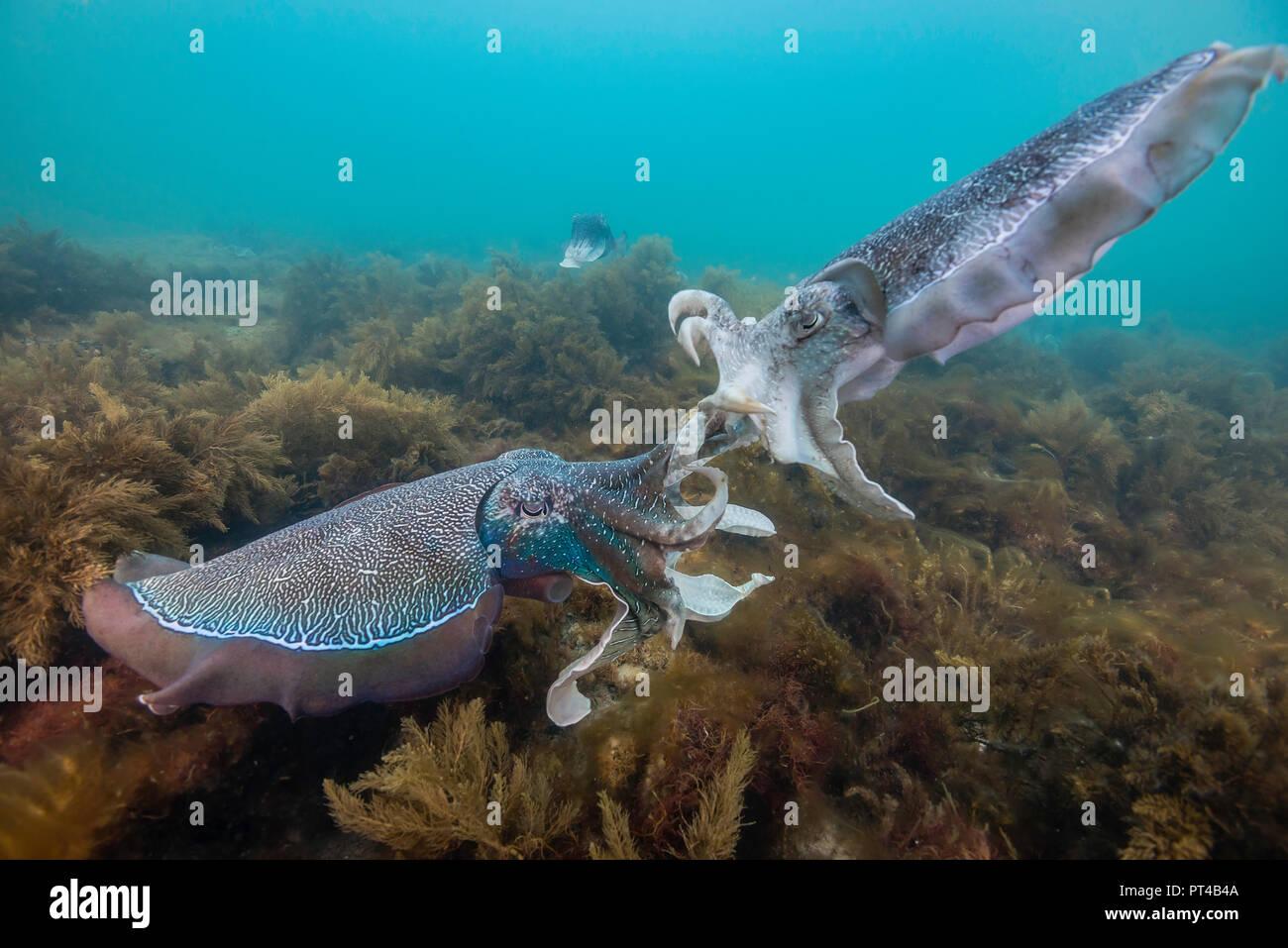 La seiche géante d'Australie hommes combats durant la saison d'accouplement et de migration annuelle. Banque D'Images