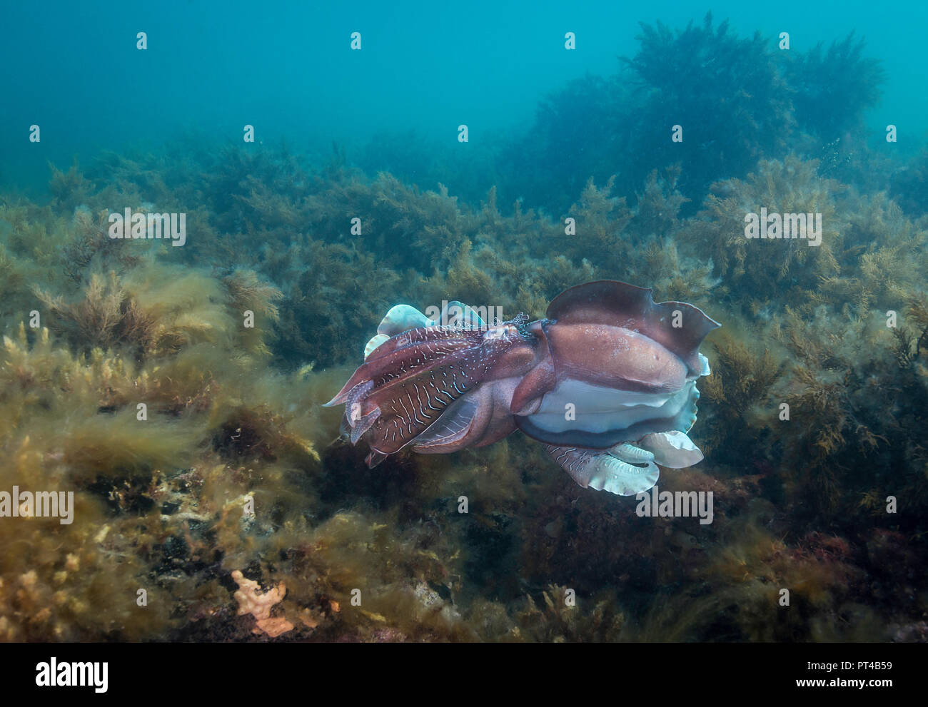 La seiche géante d'Australie au cours de l'accouplement l'accouplement et la migration annuelle de la saison. Banque D'Images