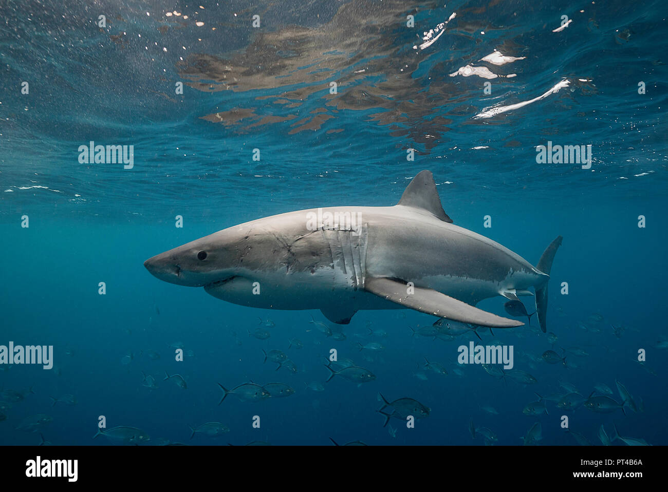 Grand requin blanc nage avec une école de valets. Banque D'Images