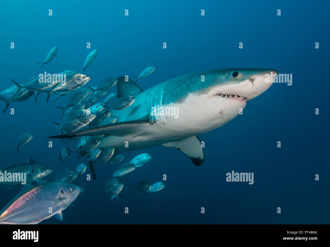 Grand requin blanc nage avec une école de valets. Banque D'Images