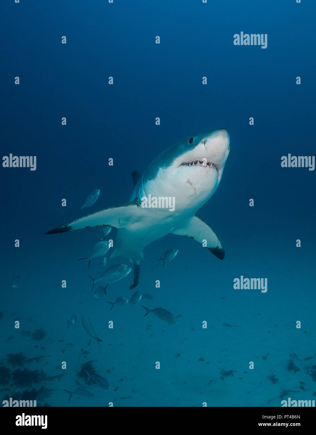 Grand requin blanc nage avec une école de valets. Banque D'Images
