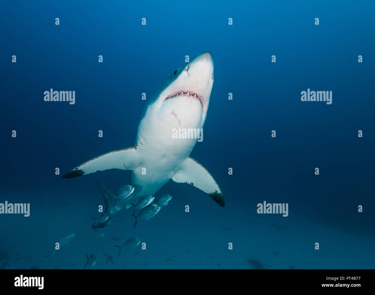 Grand requin blanc nage avec une école de valets. Banque D'Images