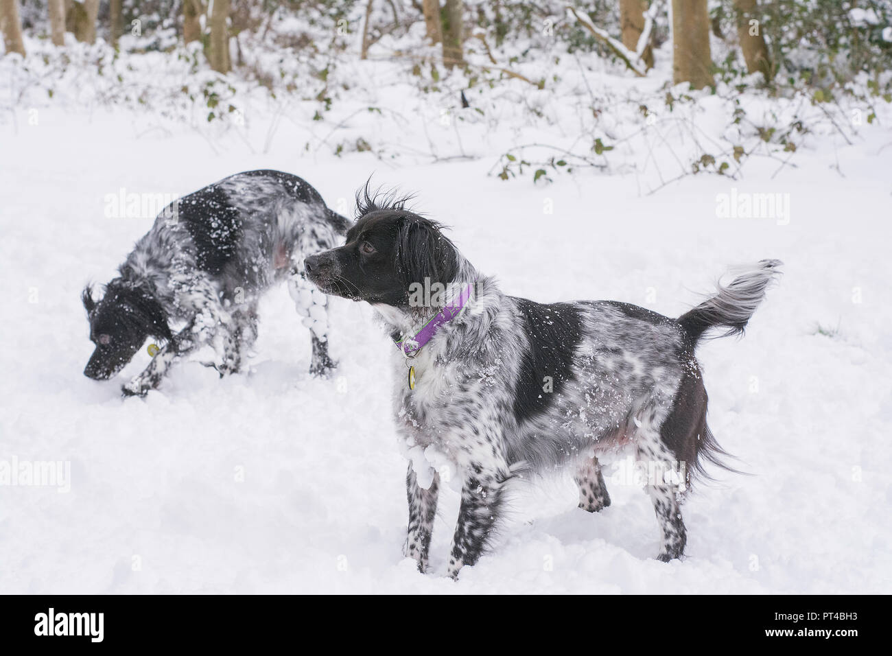 Chiens de neige Banque D'Images