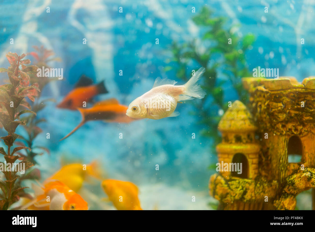 Poissons Multicolores Dans Laquarium Les Poissons Rouges