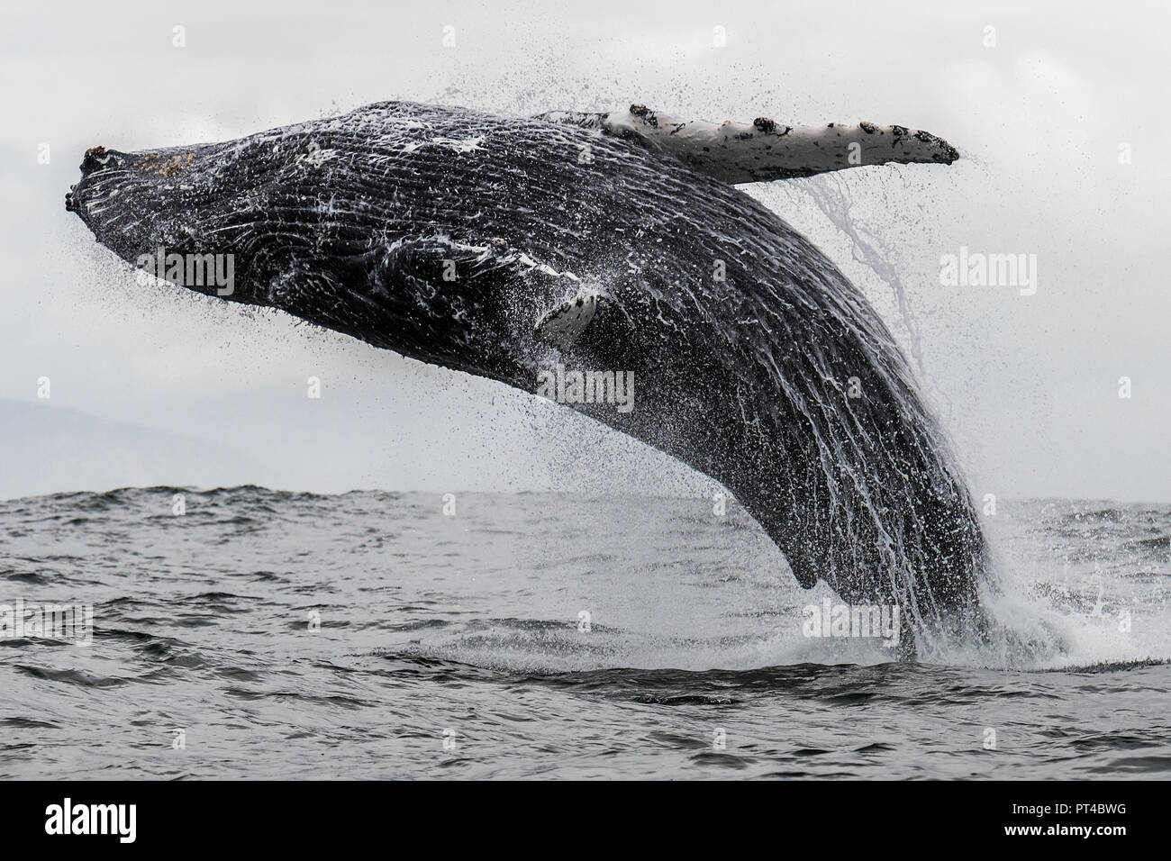 Violer baleine à bosse, Langebaan, Afrique du Sud. Banque D'Images