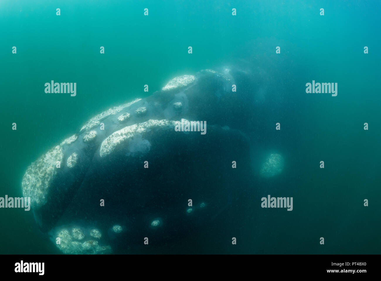 Les baleines franches australes, Walker Bay, Hermanus. Banque D'Images