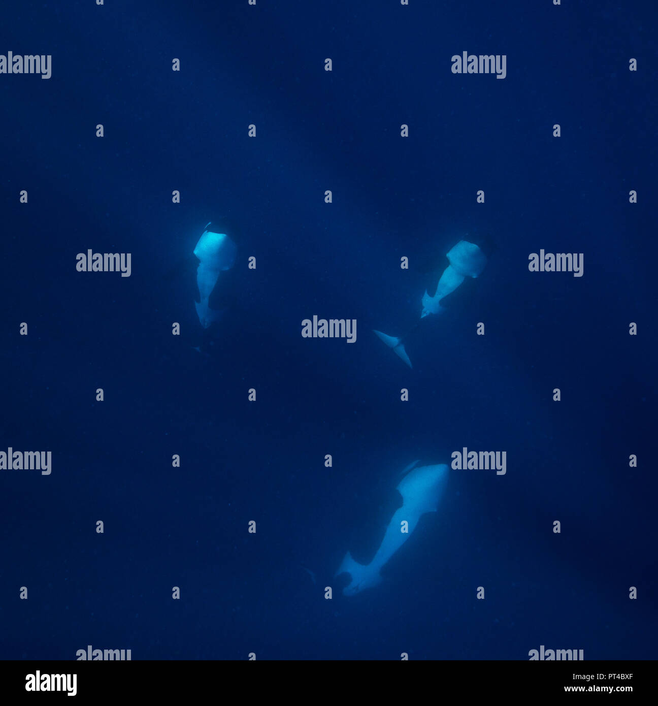 Les orques, l'océan Pacifique, la Nouvelle-Zélande. Banque D'Images