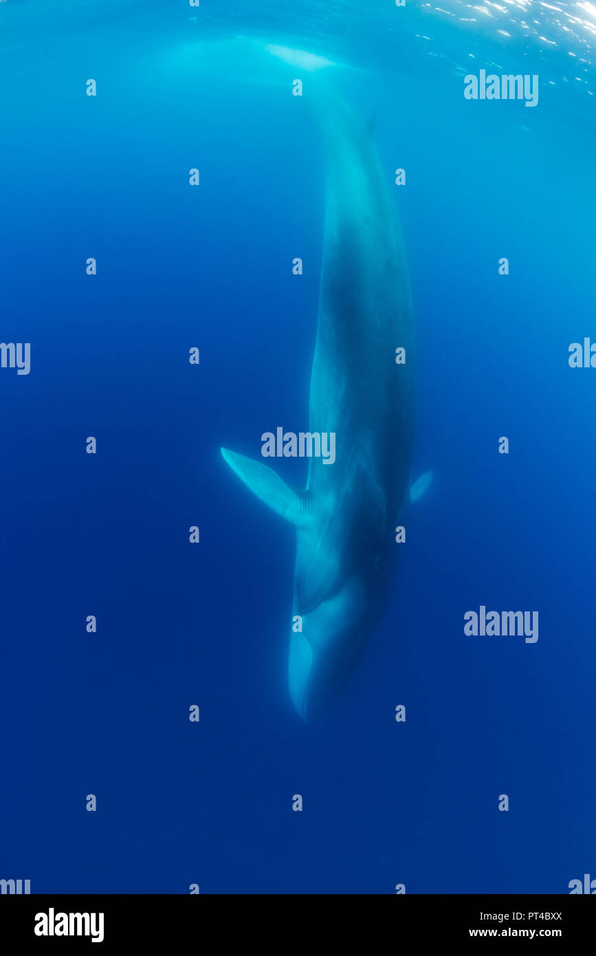 Rorqual commun, l'île de Pico, aux Açores. Banque D'Images