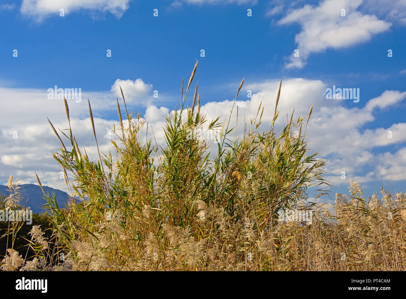 Roseaux géants ensoleillée sous un ciel bleu avec des nuages dans l'estuaire de la rivière Guadalhorce réserve naturelle en Malaga - Arundo donax Banque D'Images