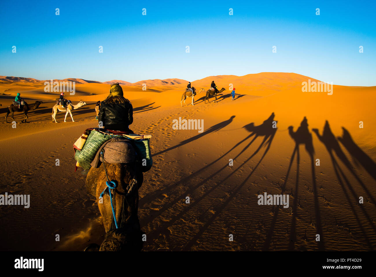 Sahara, Maroc - 10 novembre 2017 : les touristes chameaux en caravane dans les dunes de sable du désert du Sahara avec des ombres sur un sable chameau Banque D'Images