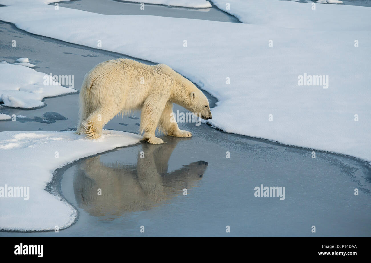 L'ours polaire sur la banquise, l'océan Arctique au nord de Svalbard. Banque D'Images