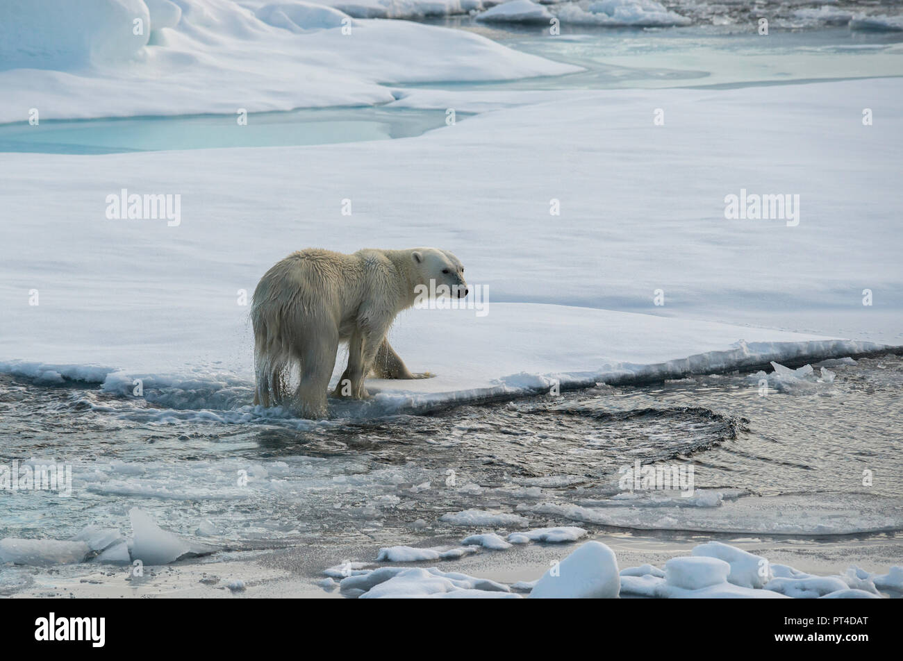 L'ours polaire sur la banquise, l'océan Arctique au nord de Svalbard. Banque D'Images