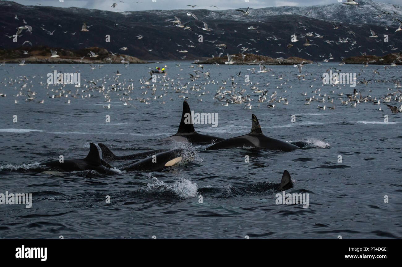 Les orques se nourrissent de harengs pêchés dans les filets des chalutiers, dans le nord de la Norvège. Banque D'Images