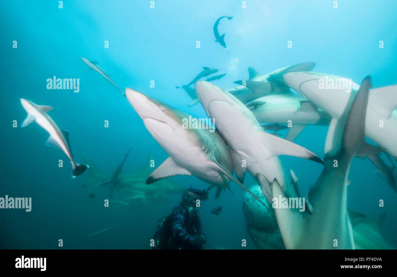 Oceanic requins à pointe noire, l'Afrique du Sud, d'Aliwal Shoal. Banque D'Images