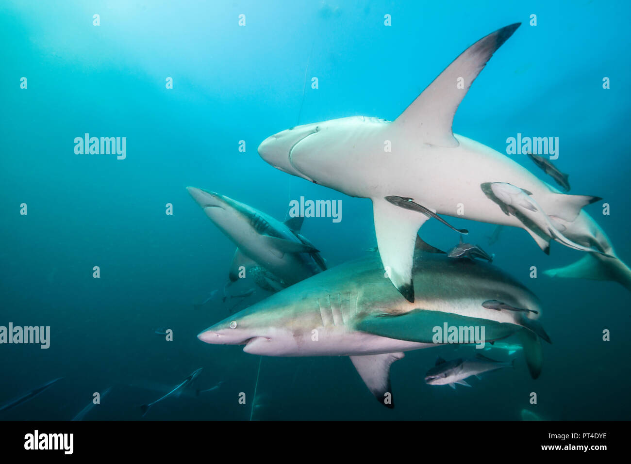 Oceanic requins à pointe noire, l'Afrique du Sud, d'Aliwal Shoal. Banque D'Images