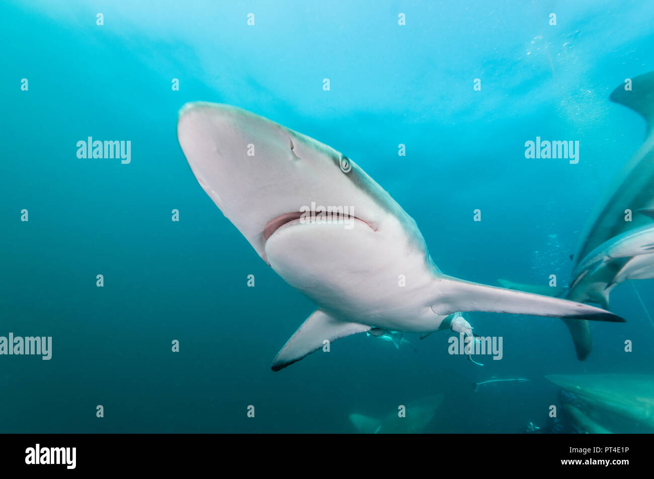 Oceanic requins à pointe noire, l'Afrique du Sud, d'Aliwal Shoal. Banque D'Images