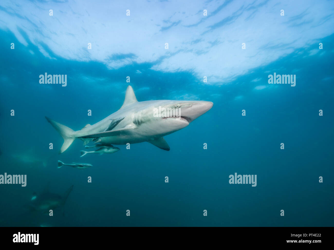 Oceanic requins à pointe noire, l'Afrique du Sud, d'Aliwal Shoal. Banque D'Images