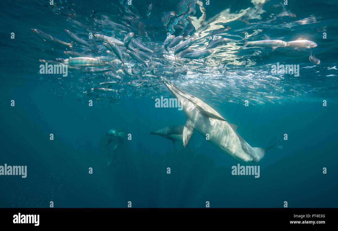 Les dauphins se nourrissent d'une balle au cours de l'appât de sardine sardine run, côte est de l'Afrique du Sud. Banque D'Images