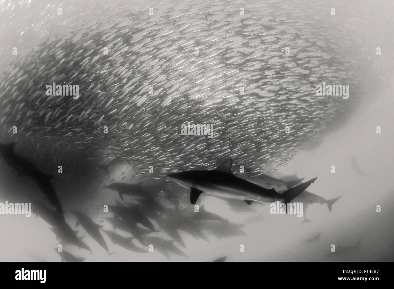 Les dauphins et requins baleinier de bronze qui se nourrit d'une balle au cours de l'appât de sardine sardine run, côte est de l'Afrique du Sud. Banque D'Images