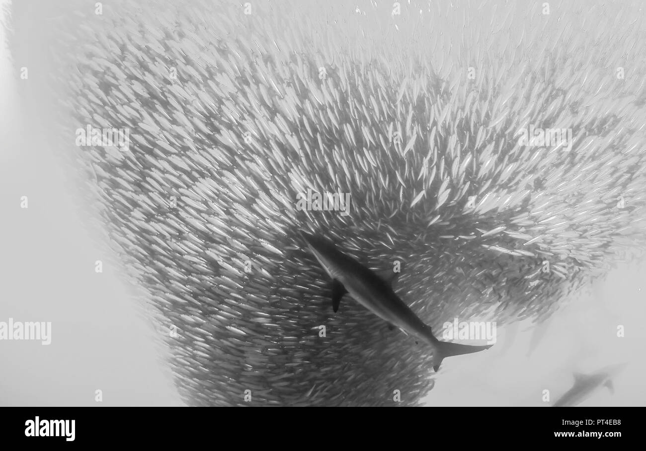 Bronze whaler shark feeding sur une balle au cours de l'appât de la sardine sardine run sur la côte est de l'Afrique du Sud. Banque D'Images