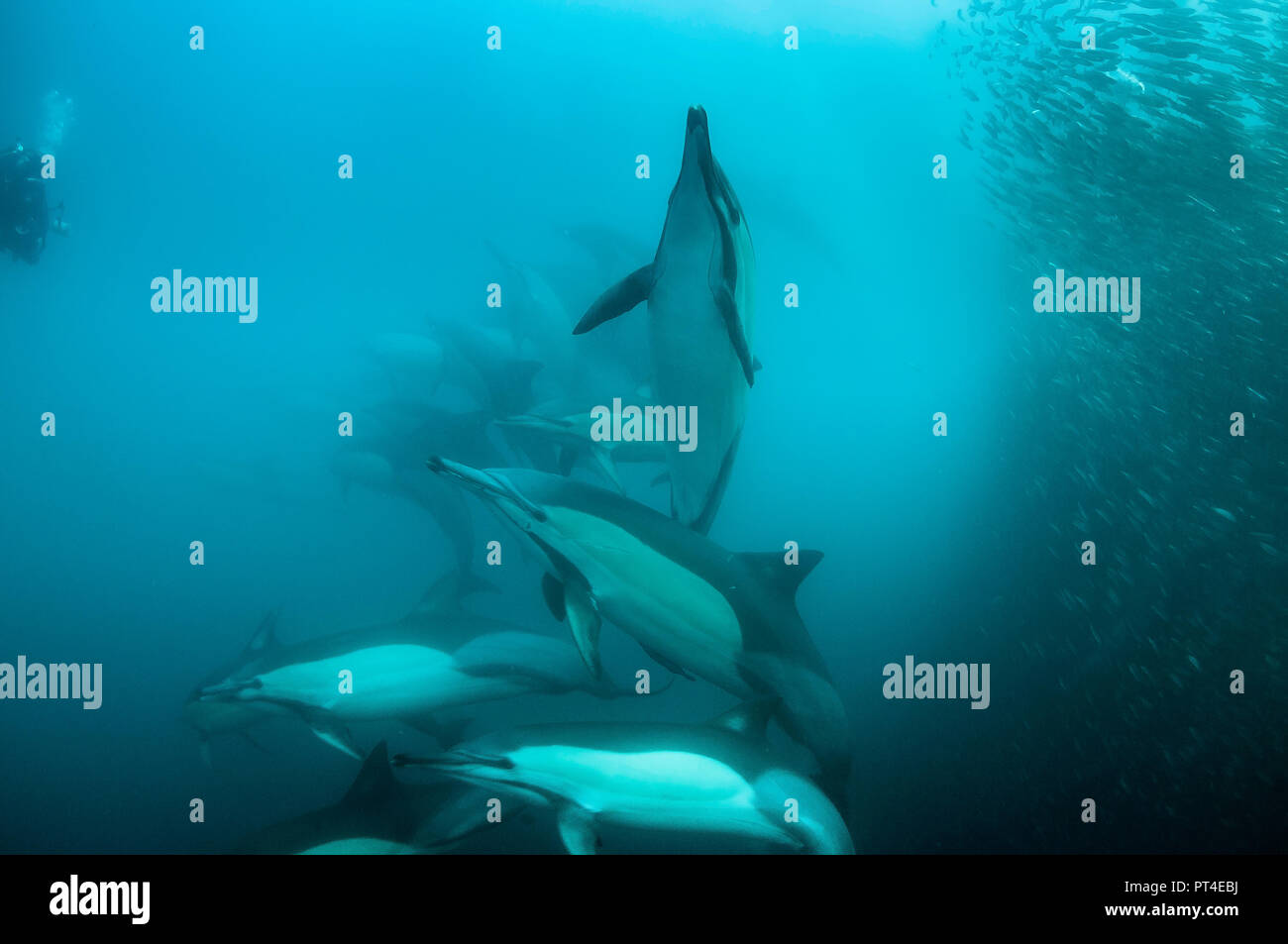 Les dauphins se nourrissent d'une balle au cours de l'appât de sardine sardine run, côte est de l'Afrique du Sud. Banque D'Images